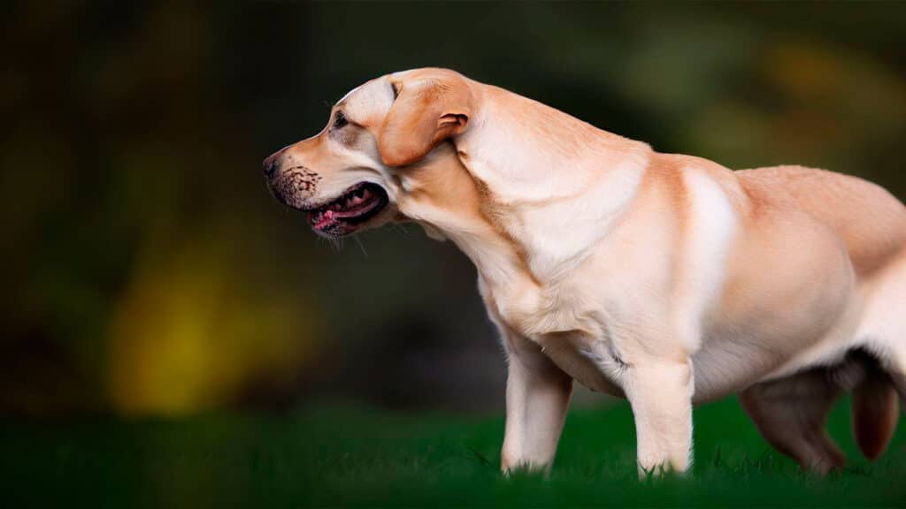 Labrador Retriever: El Compañero Leal y Versátil
